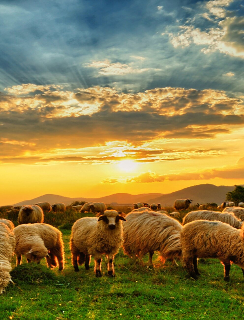 مجموعة الخضير الاستثمارية